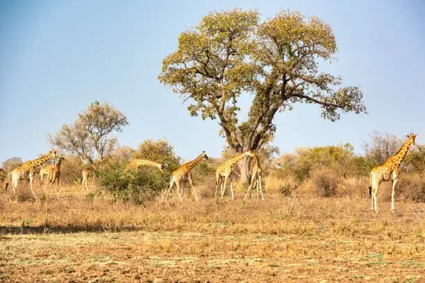 Nationalpark Zakouma