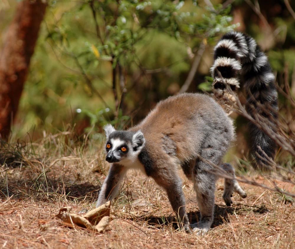Lemurs' Park