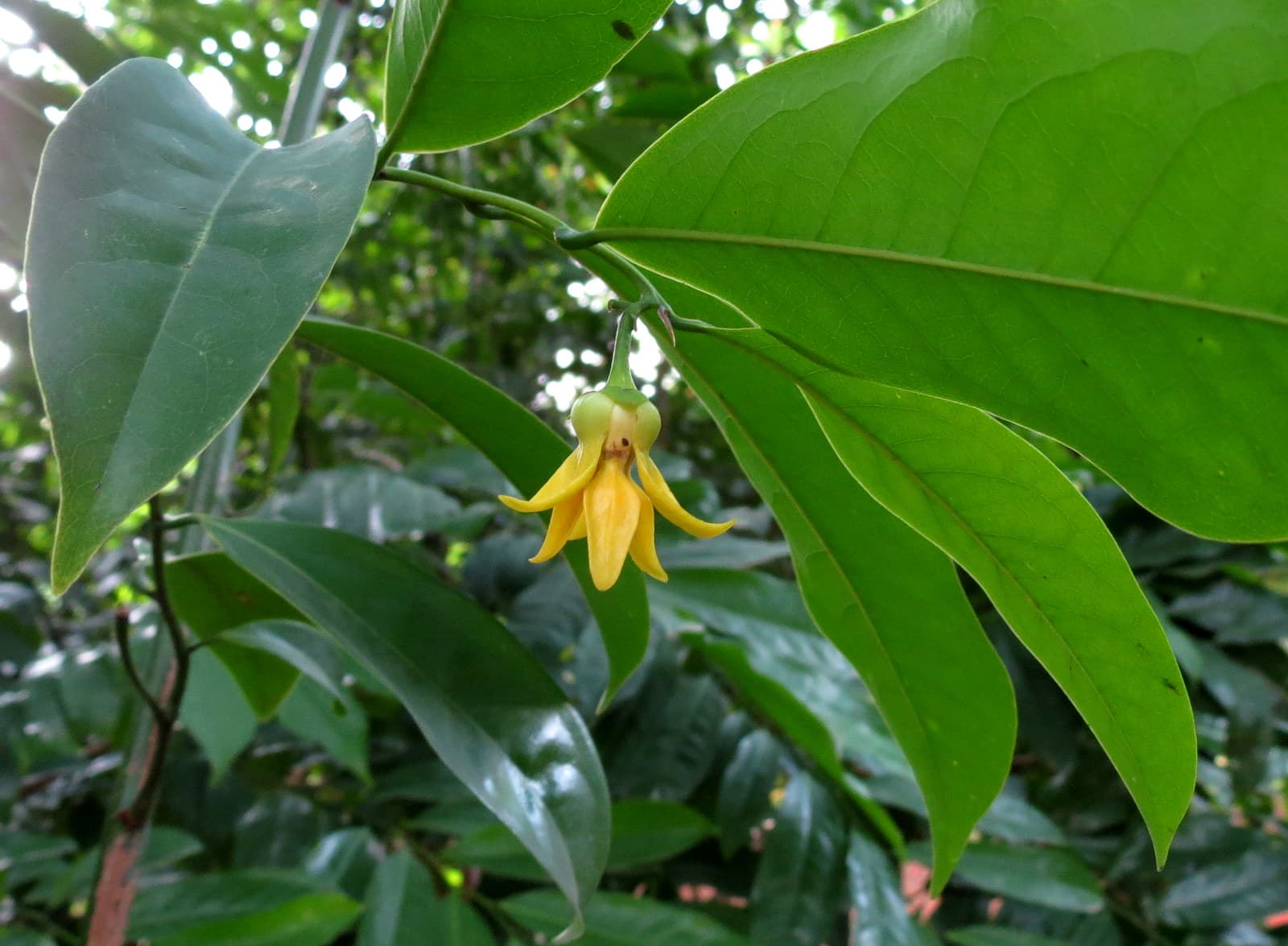 Ylang Ylang: eine weitere schwarze Perle Madagaskars