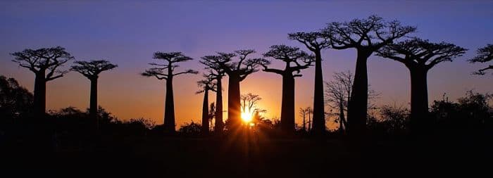 Die Produkte des Baobab