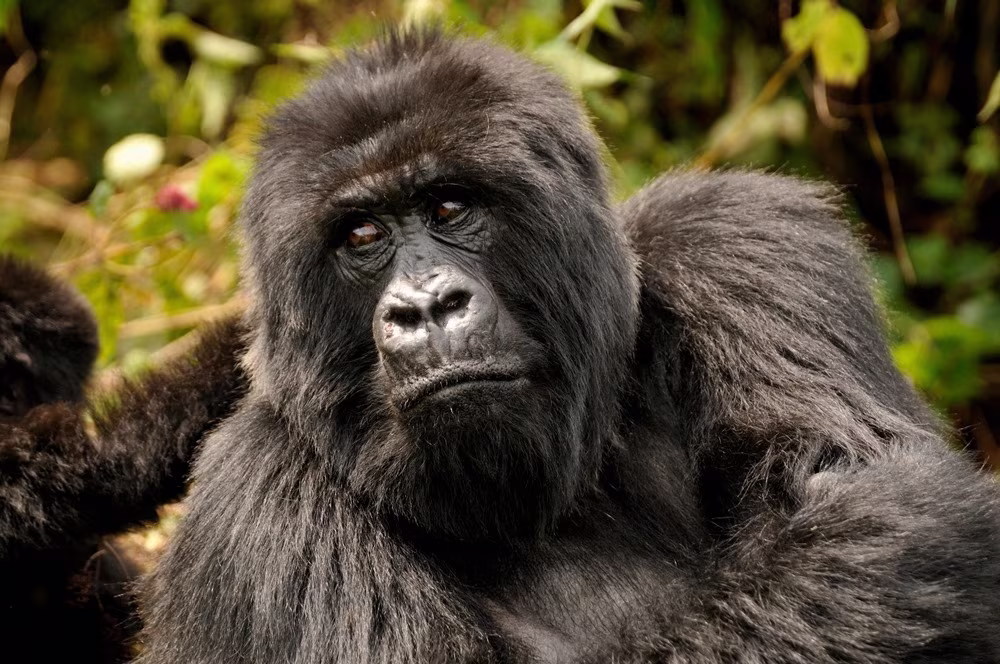 Im Herzen der Gorillas und des Kivu-Sees - 3 Tage Flucht